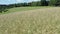 ripe wheat field filmed towards a forest edge