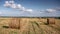 Ripe wheat field, harvest