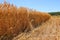 Ripe wheat field. Harvest gathering on countryside on sunny day