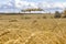 Ripe wheat field, huge space under a beautiful sky, wheat ears close-up