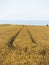 Ripe wheat field in Normandy, France