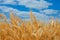 Ripe wheat field in Oregon