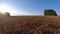 ripe wheat field and sunrise, time lapse