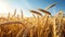 Ripe Wheat Field Under Bright Sun: Photorealistic Precisionism Influence
