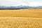 Ripe wheat in an Idaho farm field awaiting harvest