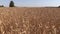 Ripe wheat plant crop ears grow in field. Left side sliding