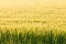 Ripe wheat plants on field in warm evening sun