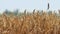 Ripe wheat spikelets on background of heat waves on hot summer day