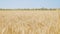 Ripe wheat spikelets wave in wind in agricultural field