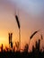 Ripe wheat at sunset