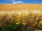 Ripe wheats with blue sky