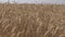 Ripe wheats and combine harvest. Stork birds fly. Panorama