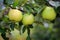 Ripe white apples on a branch