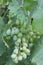 Ripe white grapes with green leaves. Homemade winemaking.