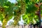 Ripe white grapes growing on vineyards in Campania, South of Italy used for making white wine