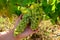 Ripe white grapes growing on vineyards in Campania, South of Italy used for making white wine