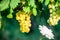 Ripe white grapes growing on vineyards in Campania, South of Italy used for making white wine