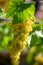 Ripe white grapes growing on vineyards in Campania, South of Italy used for making white wine