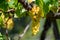 Ripe white grapes growing on vineyards in Campania, South of Italy used for making white wine