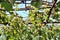 ripe white grapes hanging on the vine. Harvest of future white wine in the vineyard in the sunshine