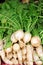 Ripe white radish root i