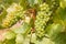 Ripe white seedless grapes on the vine growing in organic in vineyard