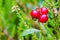 Ripe wild lingonberries in the forest on a blurred background