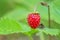 Ripe wild strawberry berry