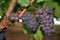 Ripe Wine Grapes