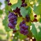 Ripe wine grapes on the vine, wine growing, wine industry