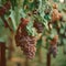 Ripe wine grapes on the vine, wine growing, wine industry