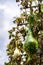 Ripe winter melon in autumn