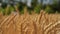 Ripe winter wheat field yellow grain harvest