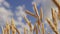 Ripe winter wheat field yellow grain harvest