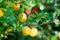 Ripe yelllow apple ready for harvesting in an orchard