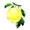 Ripe yellow apple on a branch with green leaves, juicy fresh fruit isolated, hand drawn watercolor illustration on white