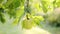 A ripe yellow apple hangs on a tree among fresh green foliage in the rays of the bright summer sun