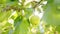 A ripe yellow apple hangs on a tree among fresh green foliage in the rays of the bright summer sun.