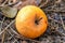 Ripe yellow apple lies on the ground on pine needles