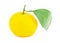 Ripe yellow big fruit citrus fruit mandarin with large green leaf isolated background one fruit close-up