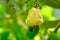 Ripe yellow cashew nut fruits growing on tree