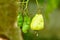 Ripe yellow cashew nut fruits growing on tree