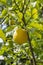 Ripe yellow citrus lemon hanging on a branch with green leaves. Ripe fruit of lemon tree fresh natural sour aromatic