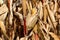 Ripe yellow corn left on corn cobs surrounded with dry husks on corn stalks before harvest in local cornfield