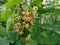 Ripe yellow currant grows in the garden.