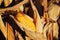 Ripe yellow ear of corn on the cob in a cultivated agricultural area. Harvesting ripe harvest. Preparation of silage for cattle. A