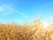 Ripe yellow ear of corn on the cob in a cultivated agricultural area. Harvesting ripe harvest. Preparation of silage for cattle. A