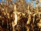 Ripe yellow ear of corn on the cob in a cultivated agricultural area. Harvesting ripe harvest. Preparation of silage for cattle. A