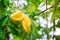 Ripe Yellow fruit star apple Averrhoa carambola on its branch at a garden.