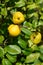 Ripe yellow fruits of a quince Japanese (Chaenomeles japonica (Thunb.) Lindl. ex Spach)
